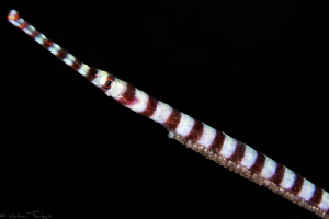 Ringed Pipefish with progeny by Mathieu Foulquié 